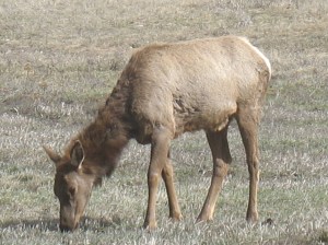 Doe Elk Apr 2009