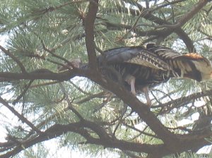 Turkey in a tree