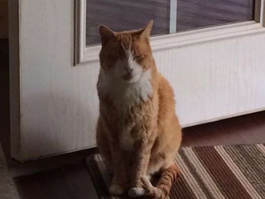 14915141_10211026918093147_814157746189078029_n