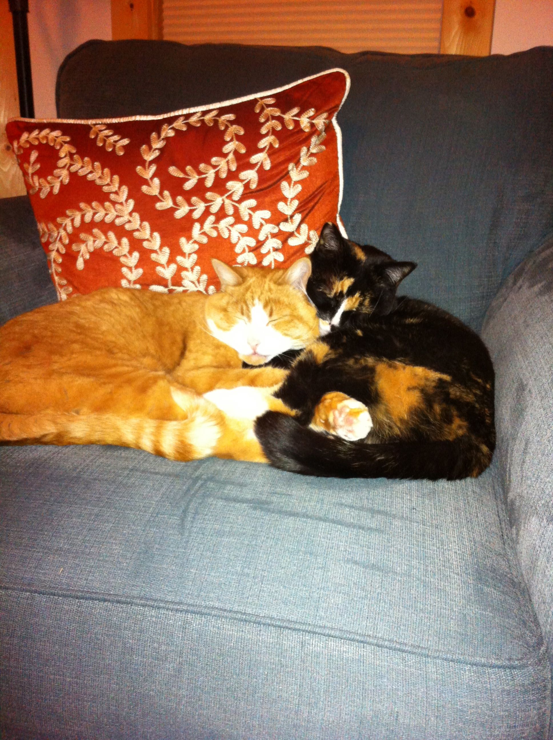 20130202-cat-snuggle