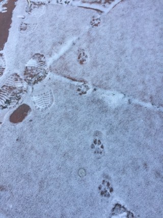 cat-prints